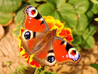 Peacock Butterfly on Marigold Flower Closeup