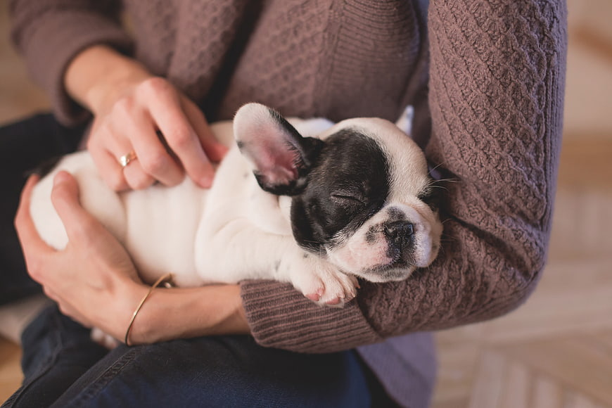 Sleeping French Bulldog Puppy in Woman's Arms