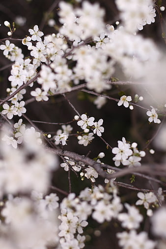 White Spring Blossoms On Branches With Soft Focus Background