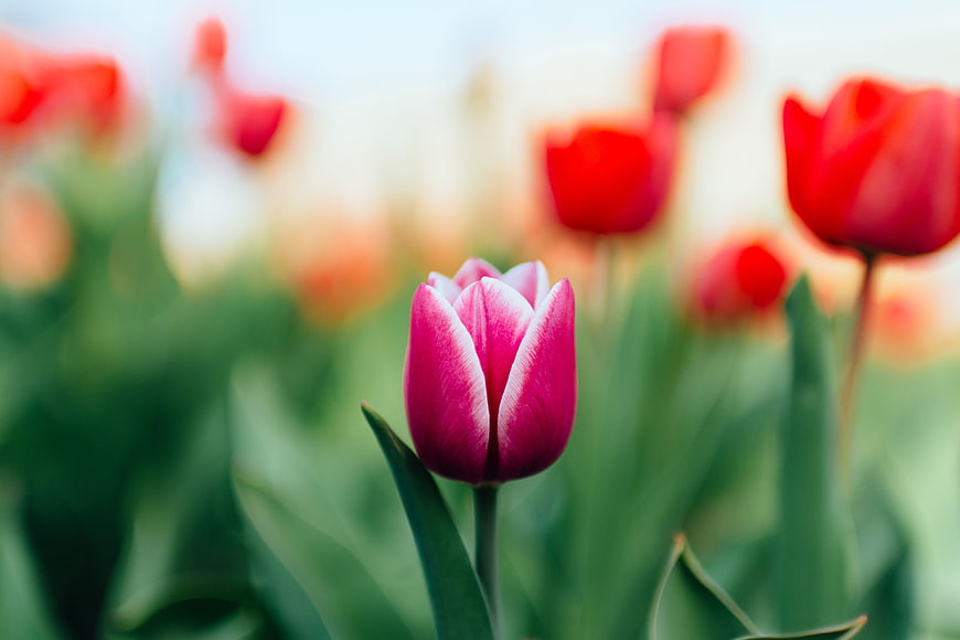 Pink and White Tulip in Focus with Blurred Red Background