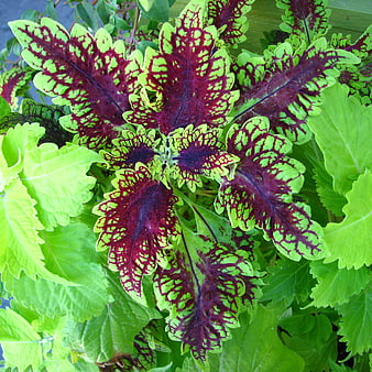 Vibrant Red and Green Coleus Leaves Close Up
