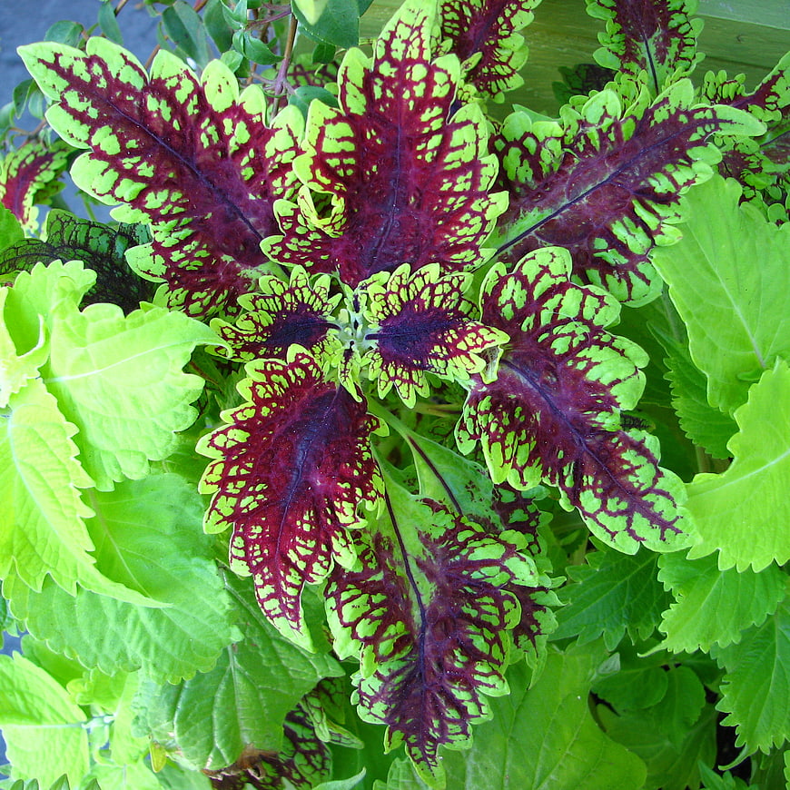 Vibrant Red and Green Coleus Leaves Close Up