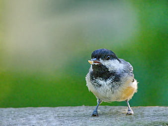 Close-up of a Black-capped Chickadee Eating a Seed