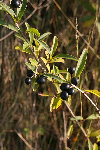 Close-up of black berries on a branch with green leaves