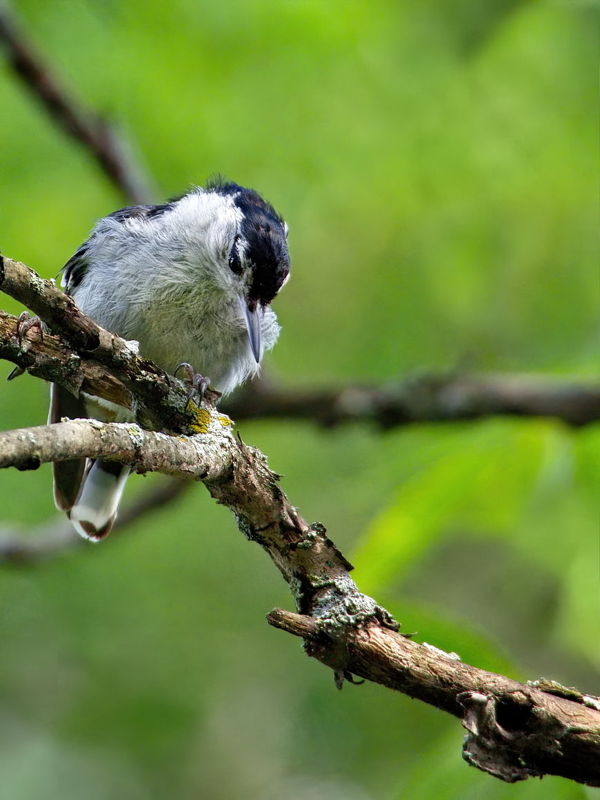 White-breasted Nuthatch perched on a mossy branch