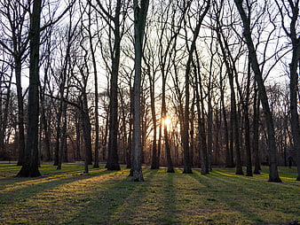 Sunlight streaming through bare trees in a winter park