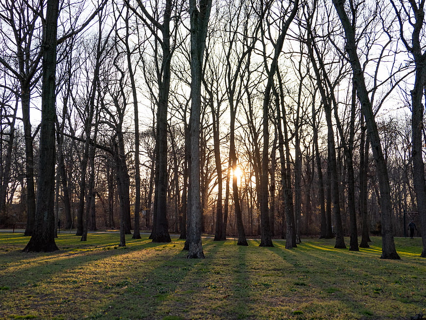 Sunlight streaming through bare trees in a winter park