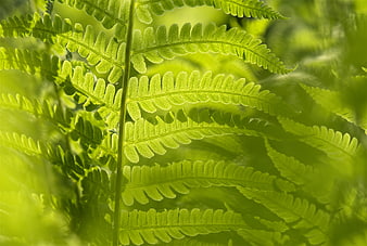 Close-up of vibrant green fern fronds backlit by sunlight