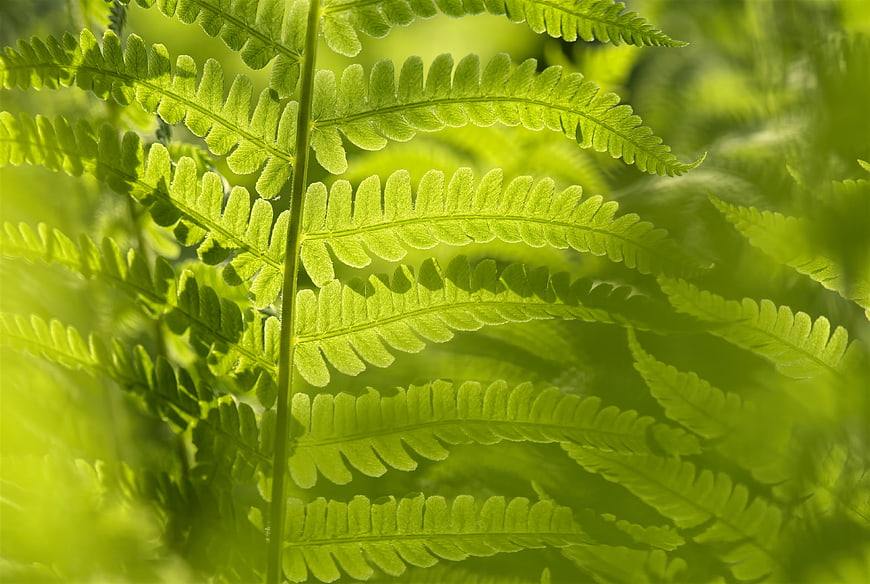 Close-up of vibrant green fern fronds backlit by sunlight