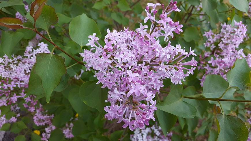 Close-up of blooming purple lilac flowers with green leaves