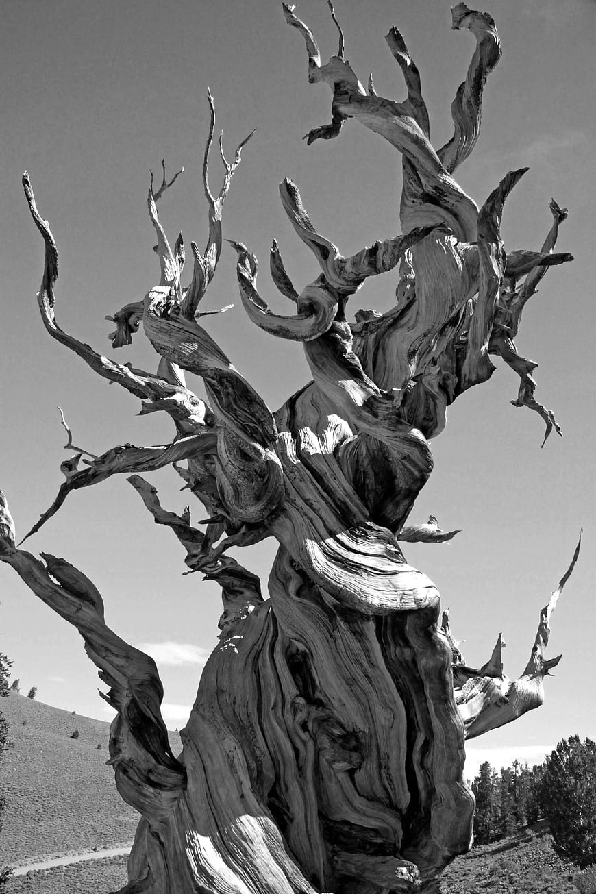 Black and white photo of ancient twisted bristlecone pine tree