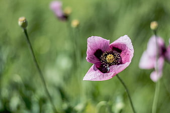 Pink Poppy Flower Close-Up in Green Field
