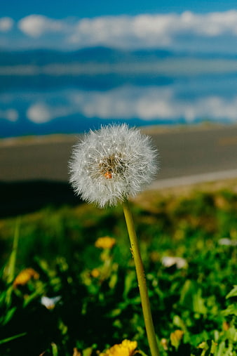 Close-up of a dandelion seed head against a blurred lake and mountain background