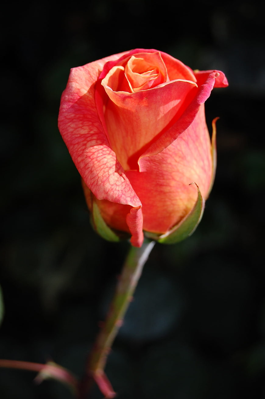 Close-up of a vibrant orange rose bud against a dark background