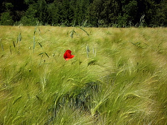 Lone red poppy in a green wheat field