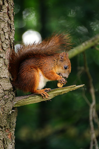 Red squirrel eating nut on tree branch in forest