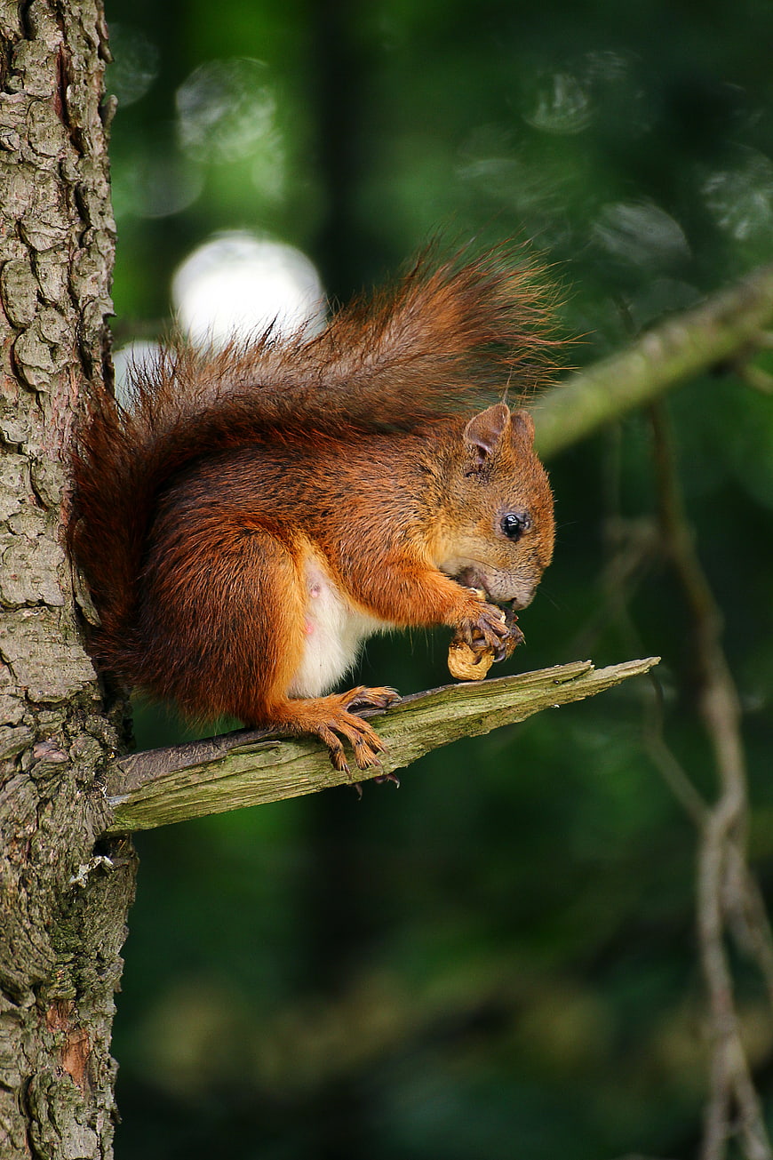 Red squirrel eating nut on tree branch in forest