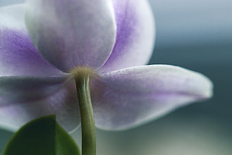Close-up of a purple and white orchid flower