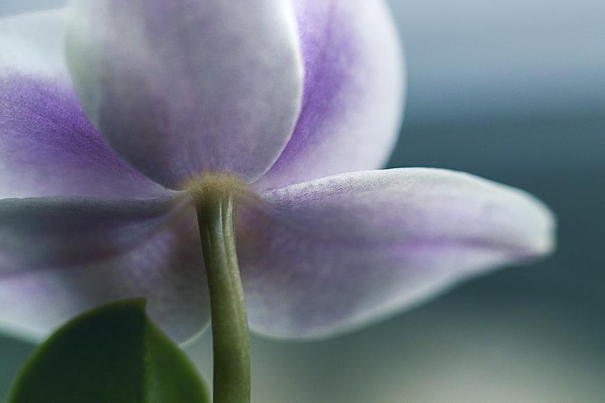 Close-up of a purple and white orchid flower