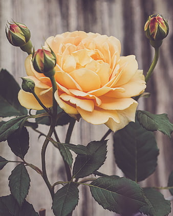 Close-up of a yellow rose with buds against a blurred background
