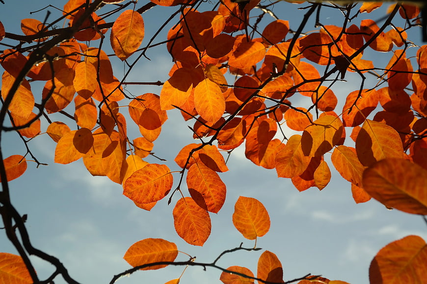 Vibrant Orange Autumn Leaves Against Blue Sky