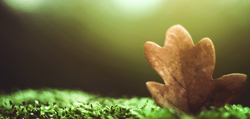 Dried Oak Leaf on Green Moss with Soft Bokeh Background
