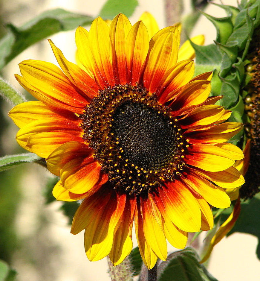 Close-up of vibrant bicolor sunflower with red and yellow petals