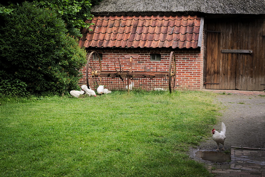 White chickens and ducks in rustic farmyard with brick barn