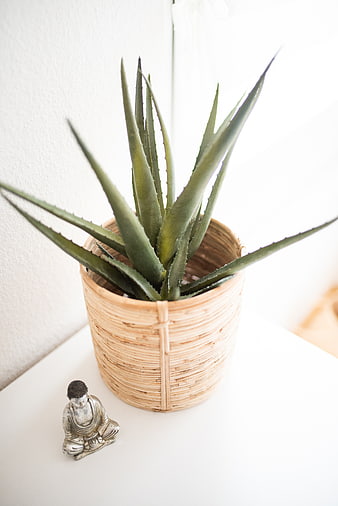 Aloe Vera Plant in Wicker Pot with Small Buddha Statue