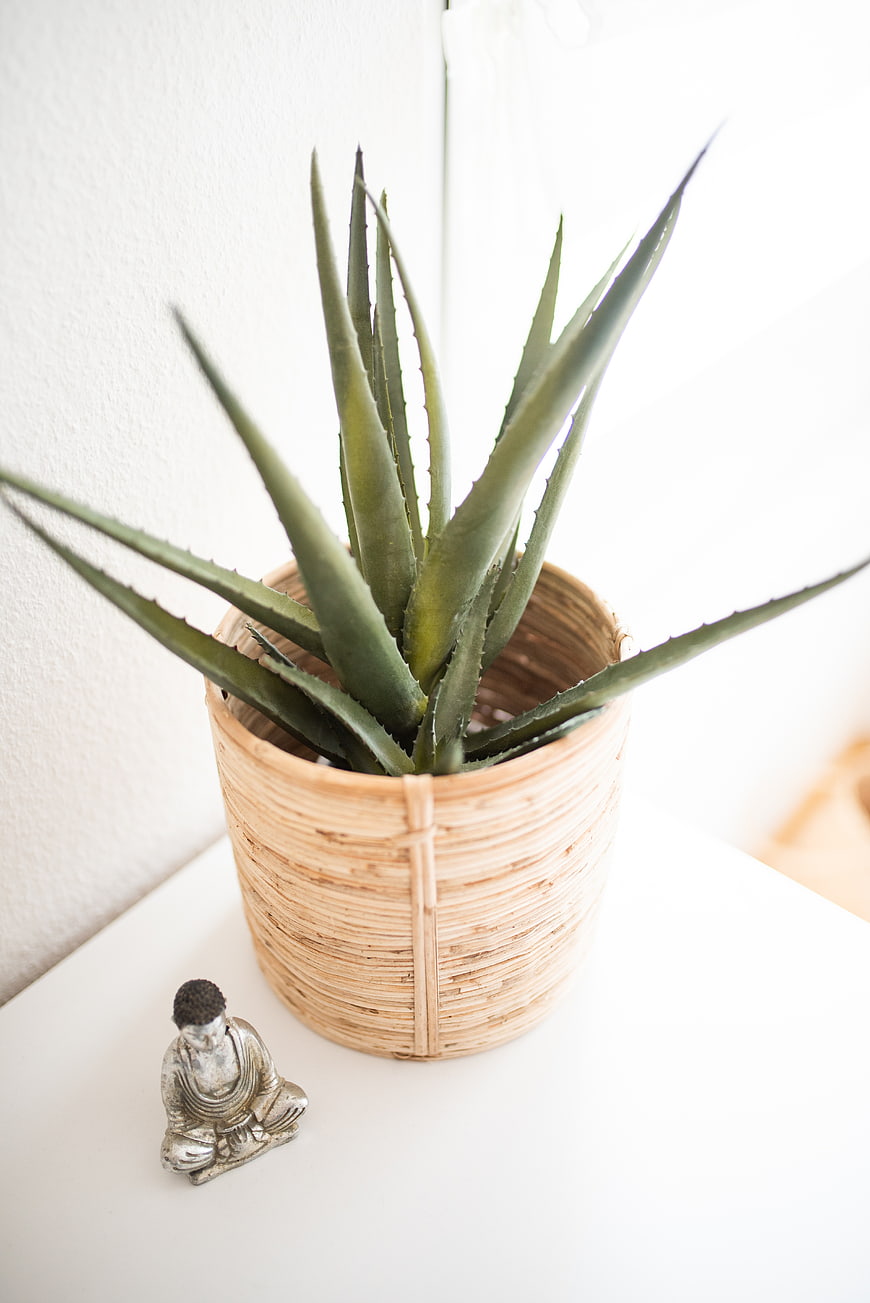 Aloe Vera Plant in Wicker Pot with Small Buddha Statue