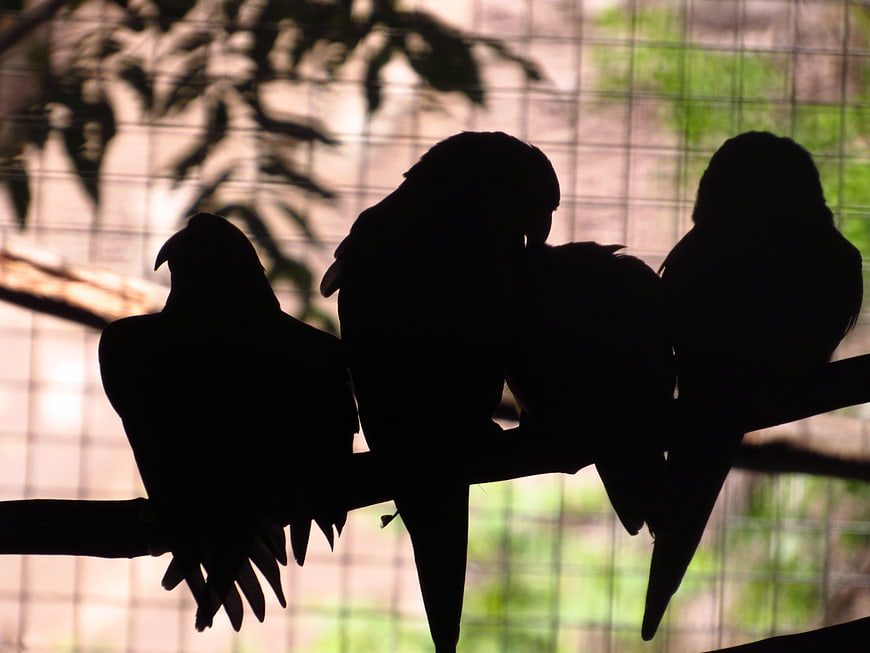 Silhouette of parrots perched on a branch in an aviary