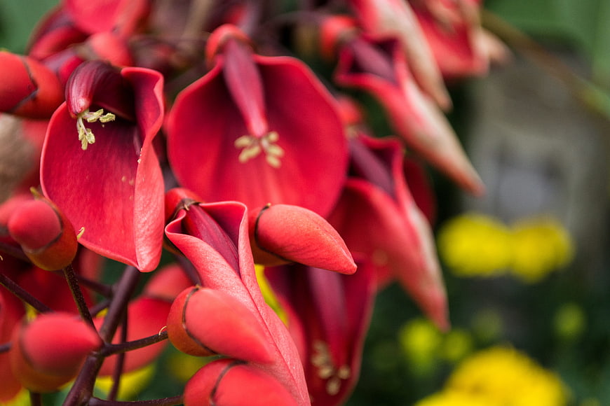 Close-up of vibrant red coral tree flowers in bloom