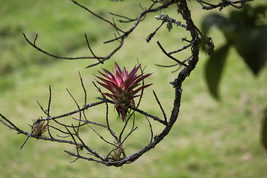Pink Tillandsia Air Plant on Lichen-Covered Branch