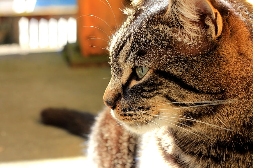 Close-up Profile of Brown Tabby Cat in Sunlight