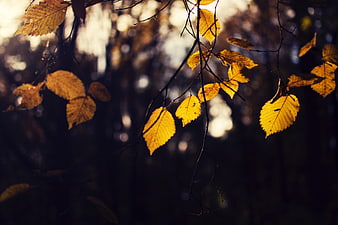 Golden Autumn Leaves Backlit by Sunlight in Forest