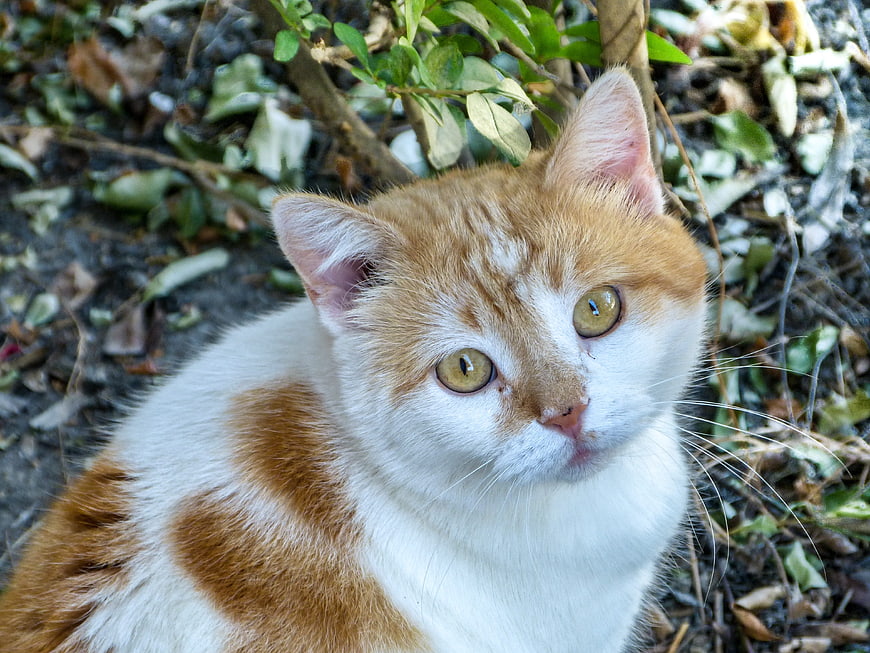 Cute Orange and White Cat Portrait in Garden