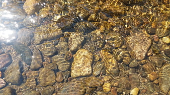Sunlight Ripples on Clear Stream Water Over Rocks
