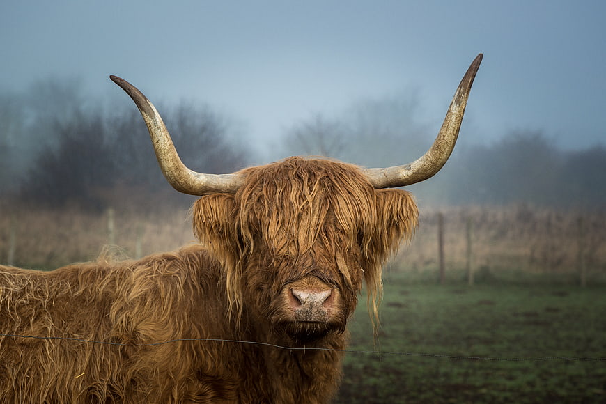 Portrait of Highland Cow with Long Horns in Misty Field