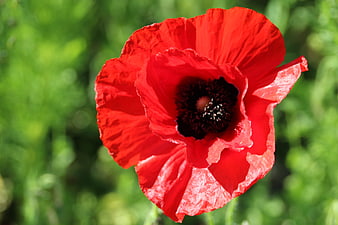 Vibrant Red Poppy Flower Close-Up on Green Background