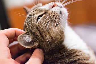 Close-up of a tabby cat being petted under the chin