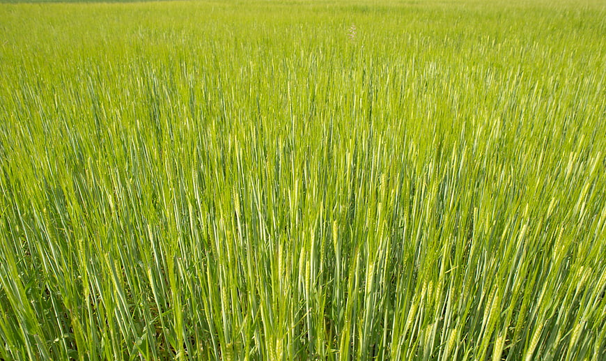 Vibrant Green Wheat Field in Spring