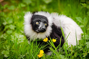 Black and White Lemur in Green Grass with Yellow Flowers