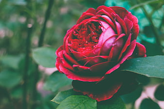 Close-up of a vibrant red rose with green leaves