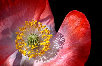Close-up of Red Poppy Flower with Yellow Stamen
