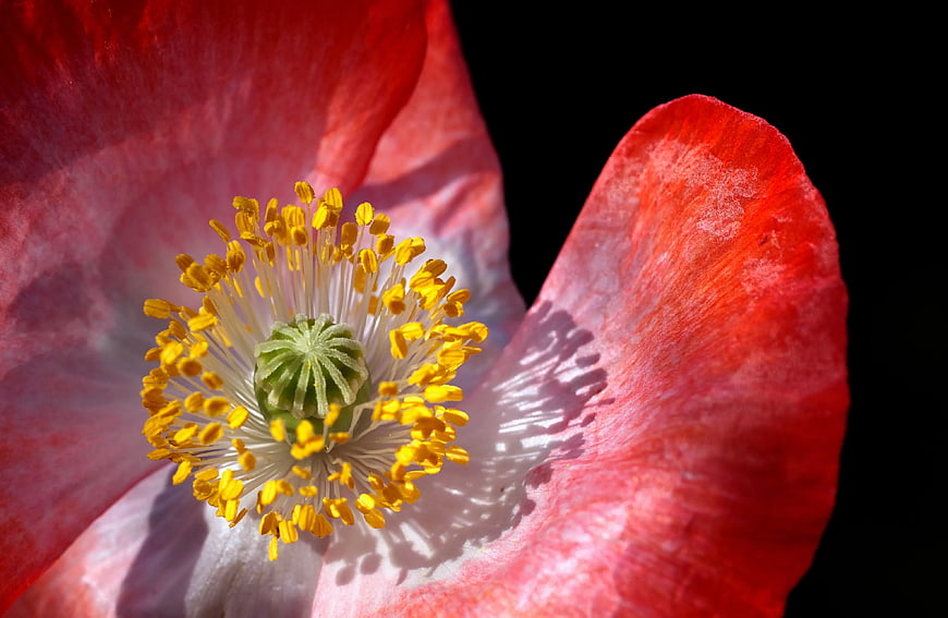 Close-up of Red Poppy Flower with Yellow Stamen