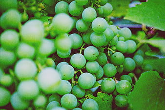 Close-up of fresh green grapes on the vine