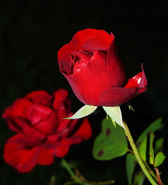 Vibrant Red Rose Bud Against Dark Background