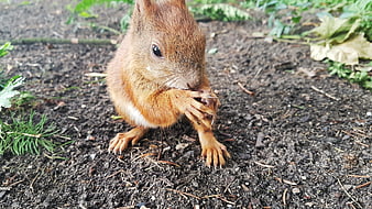 Cute red squirrel eating nut on forest soil