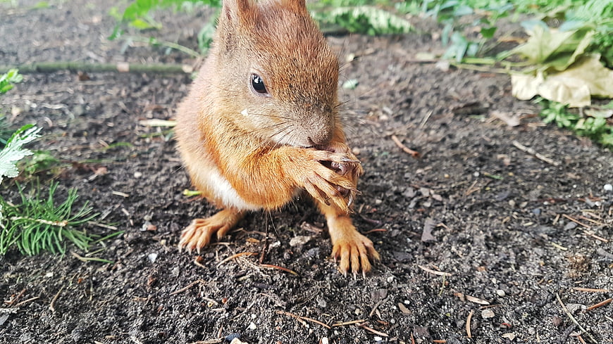 Cute red squirrel eating nut on forest soil