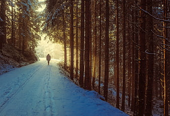 Lone Figure Walking on Snowy Forest Road at Sunrise